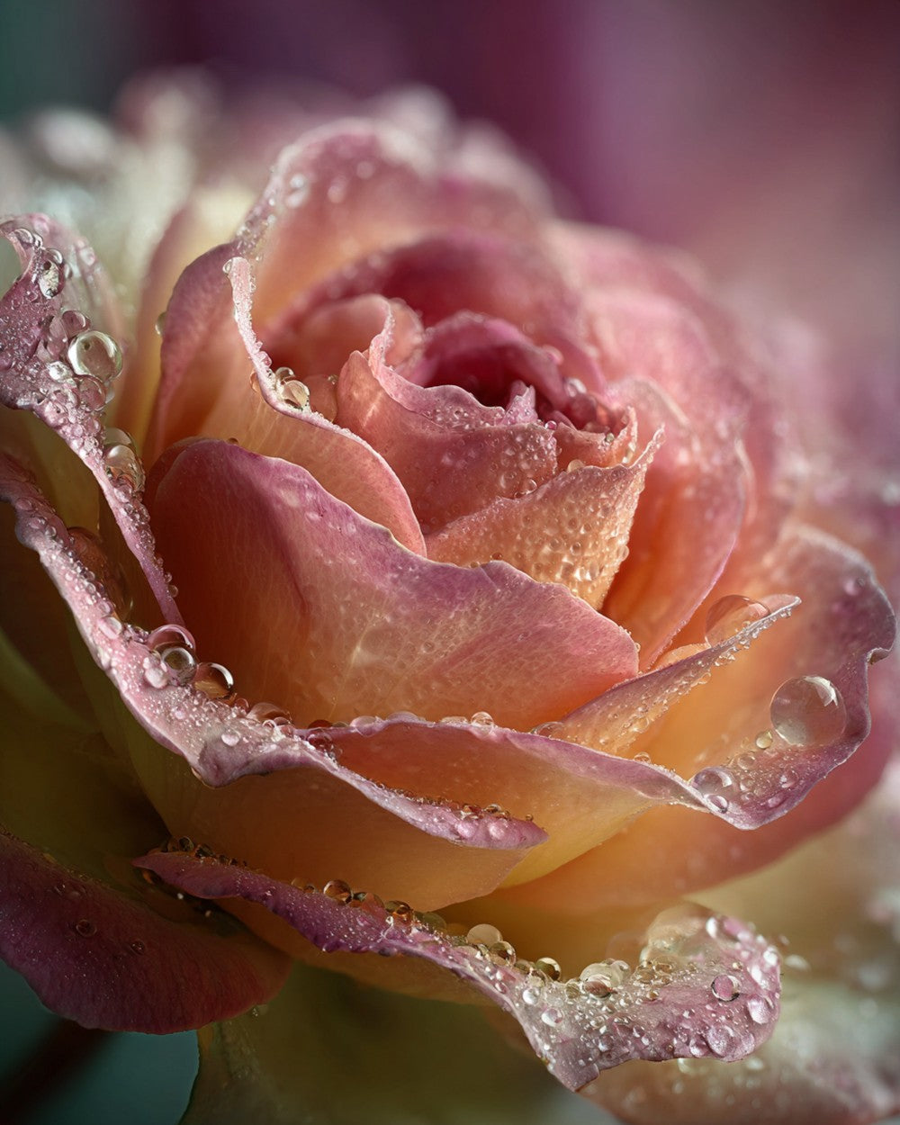 A Pink Rose covered in Dewdrops Diamond Painting